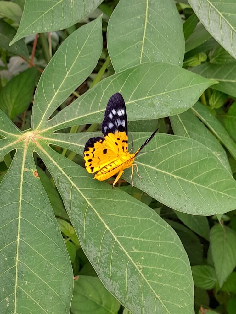 Photograph by M Adal