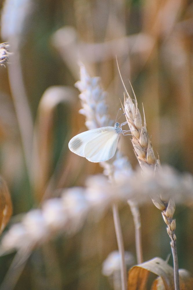 Фотография автора Belmin Becirspahic