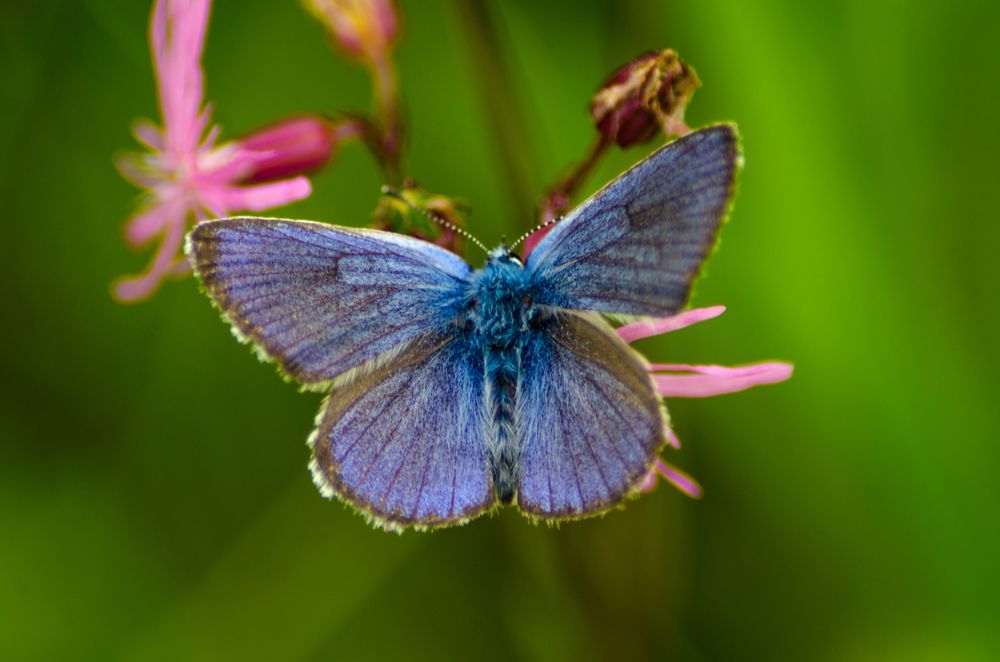 Photograph by Ольга Заповедная