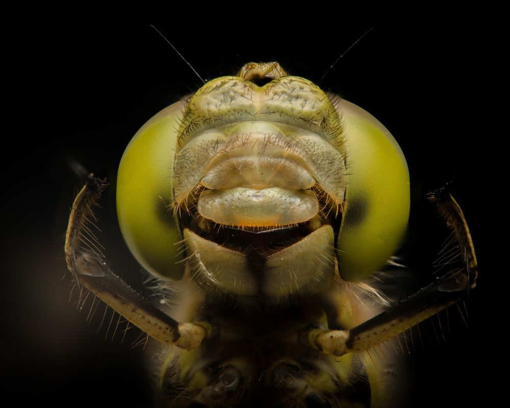 Photograph by Nikolay Nikolaev