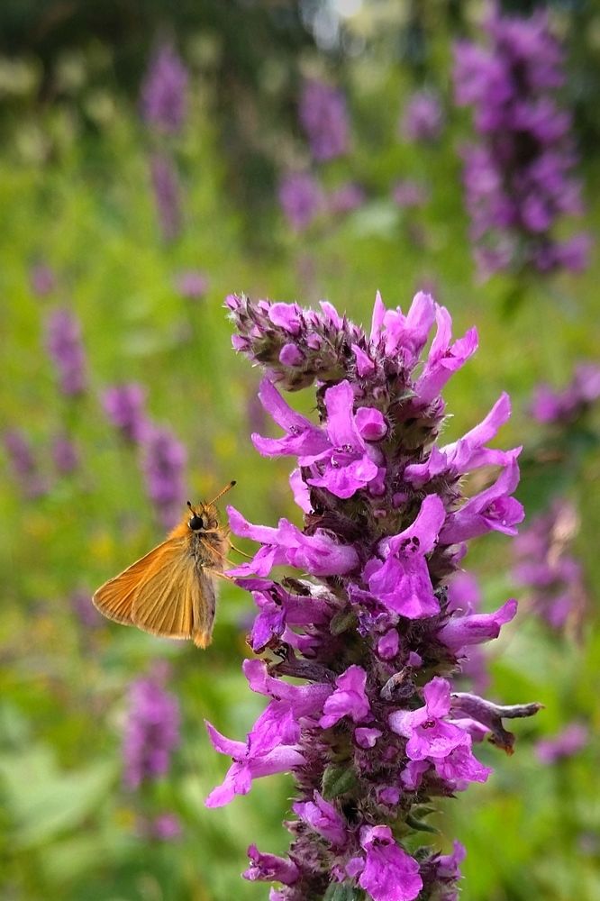 Photograph by Ольга Заповедная