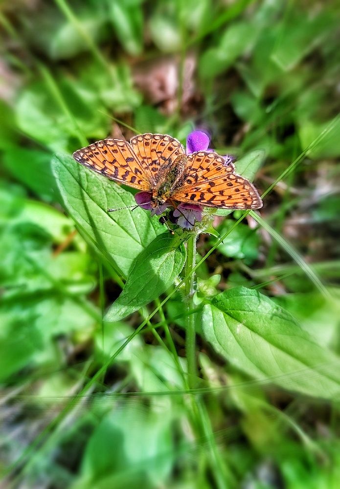 Photograph by Алла Холодова