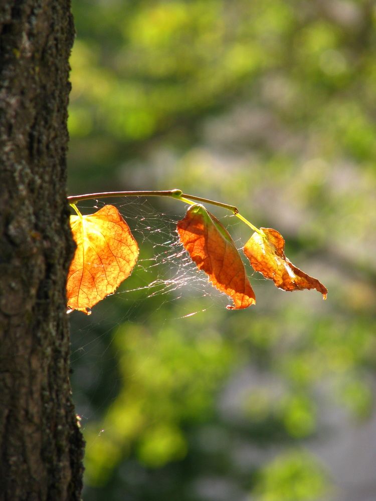 Photograph by Александр Боричевский