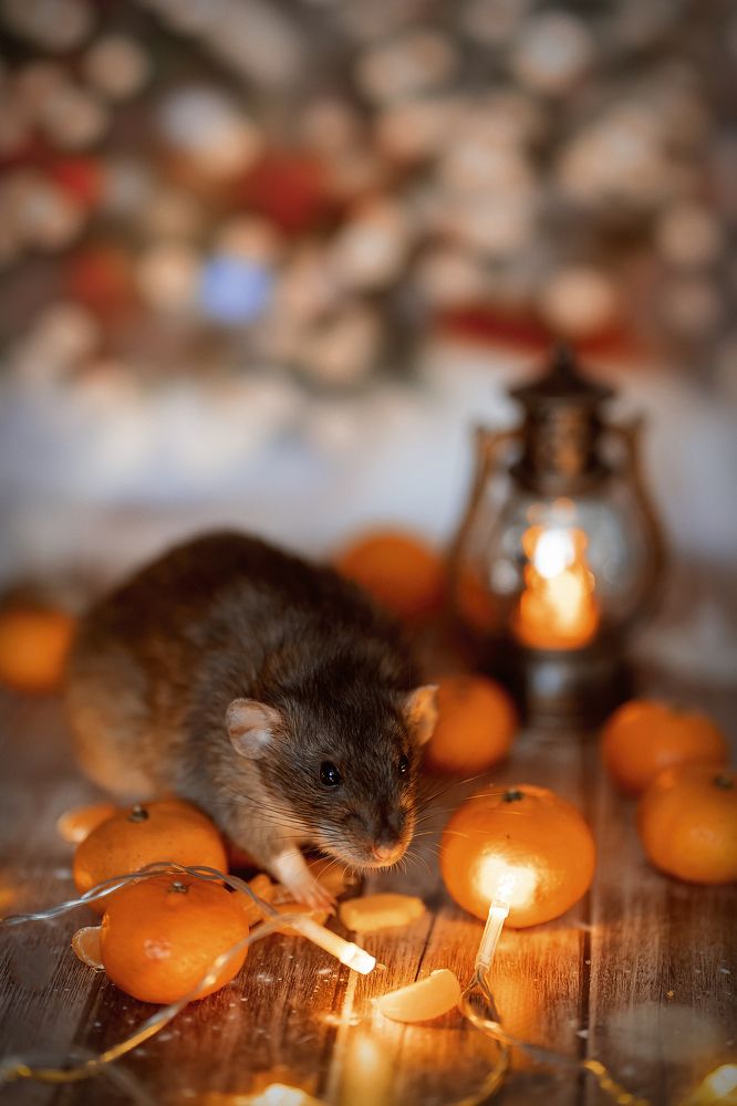 Photograph by Анна Гриневич