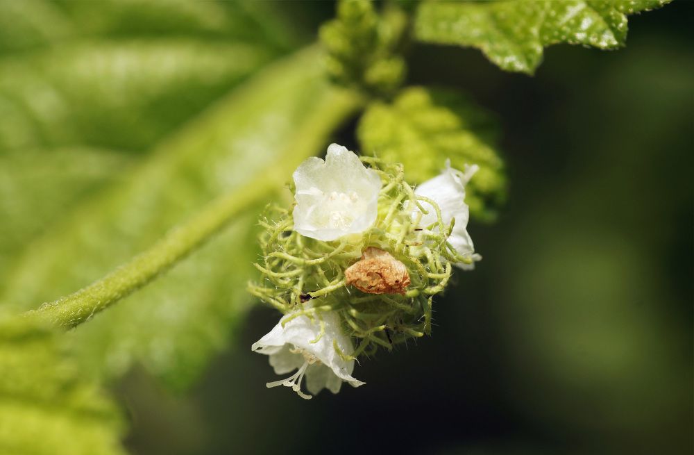 Photograph by Julio Felipe Santo Tomas