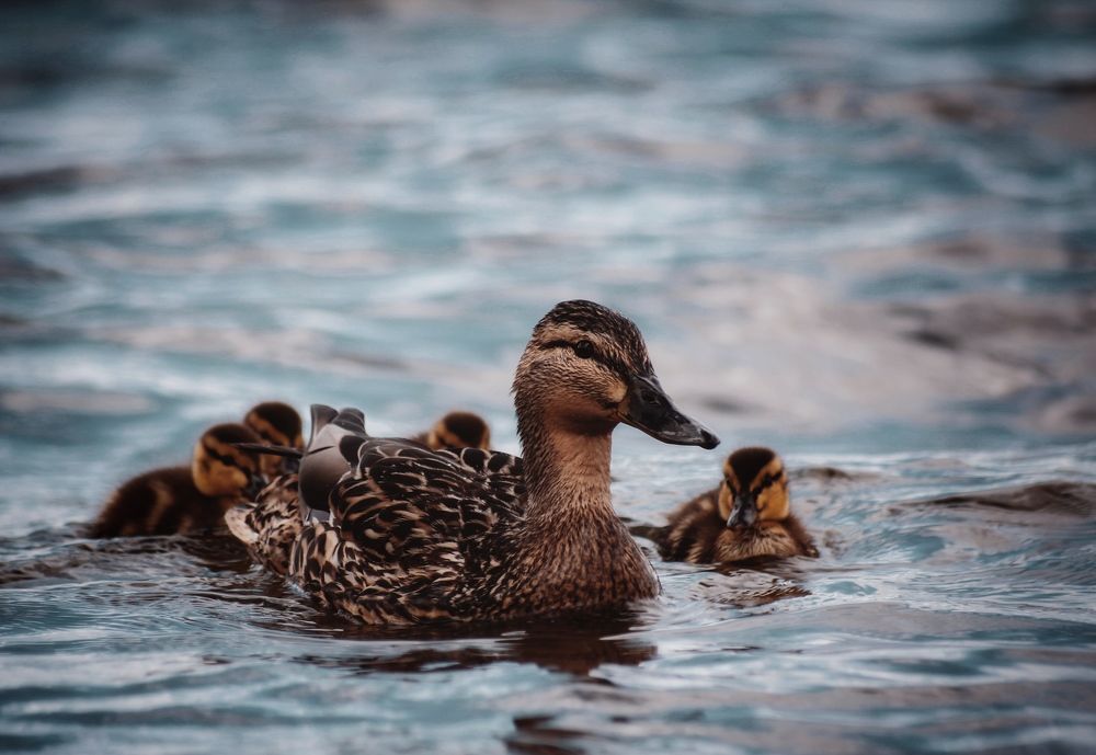 Photograph by Анастасия Астафьева