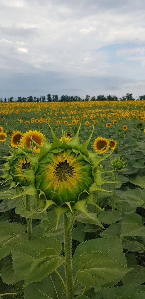 Фотография автора Ольга Мусина