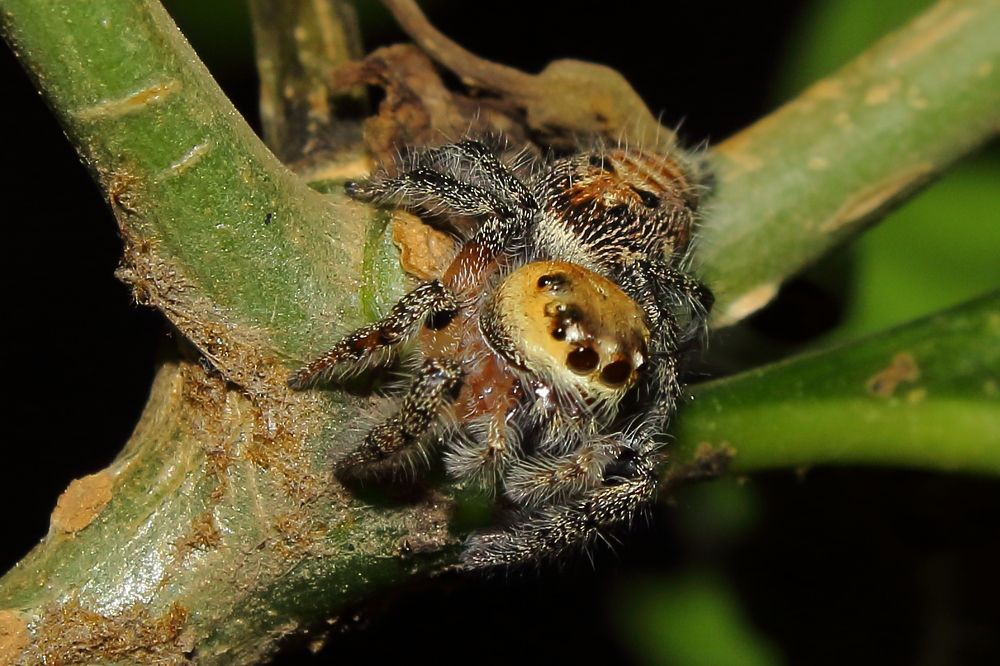 A Spider poses for the Shutter