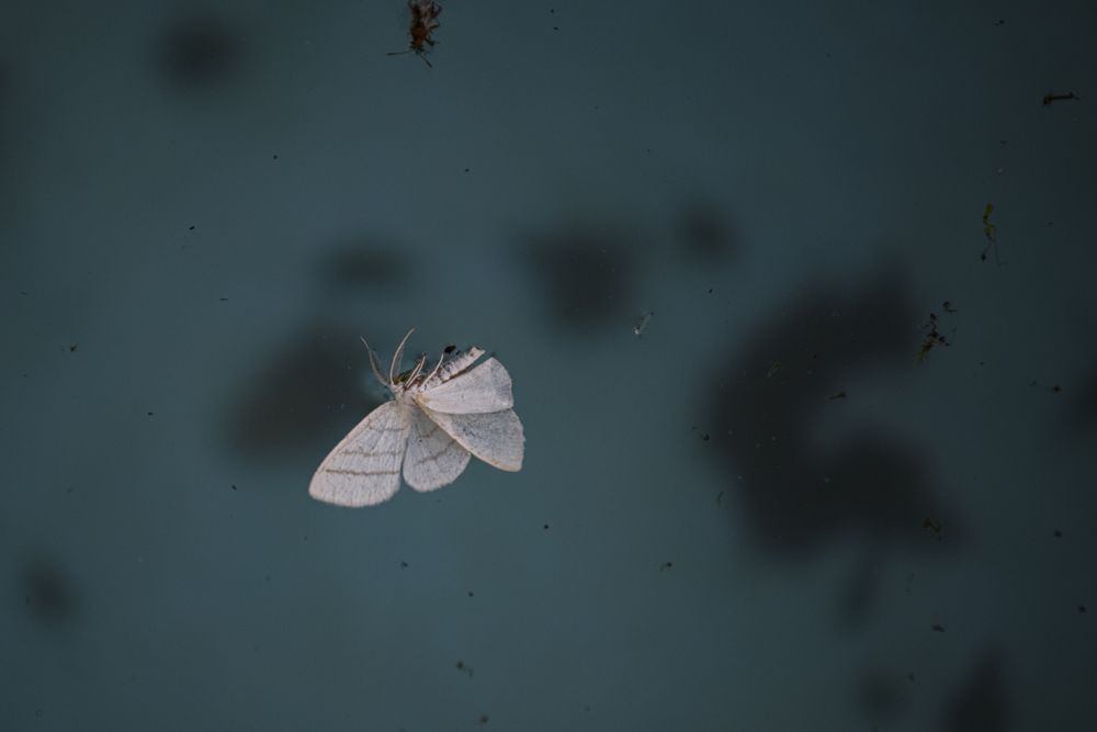 Photograph by Александрас Савицкис