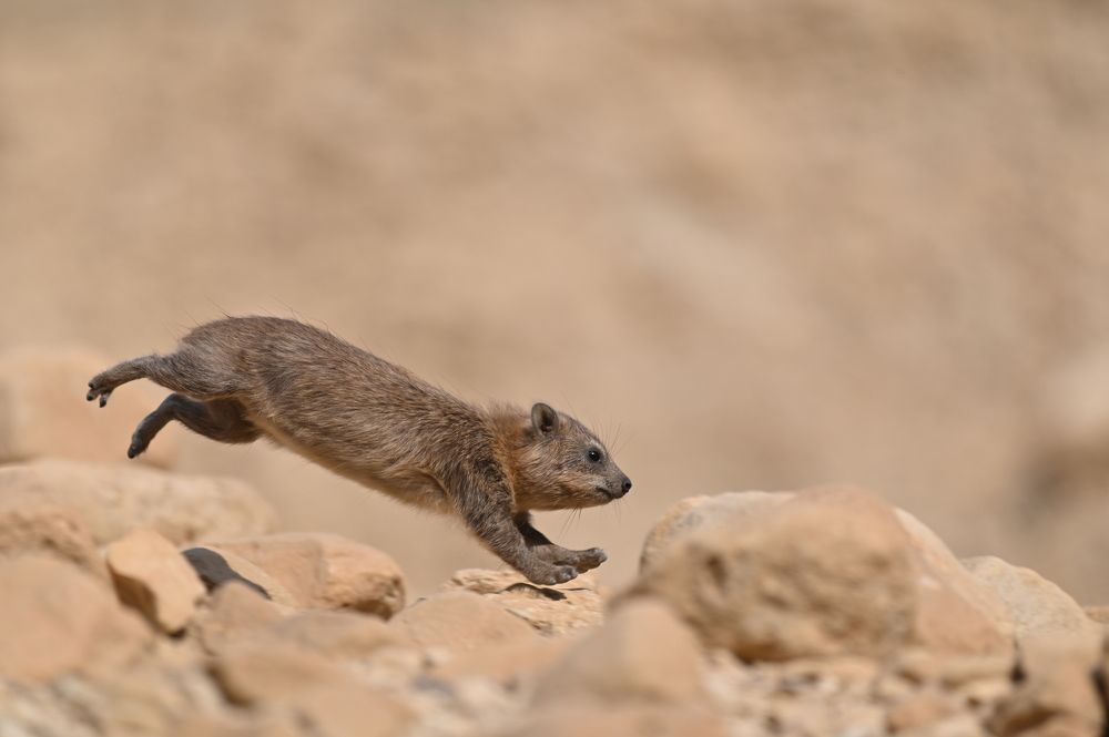 Капский даман