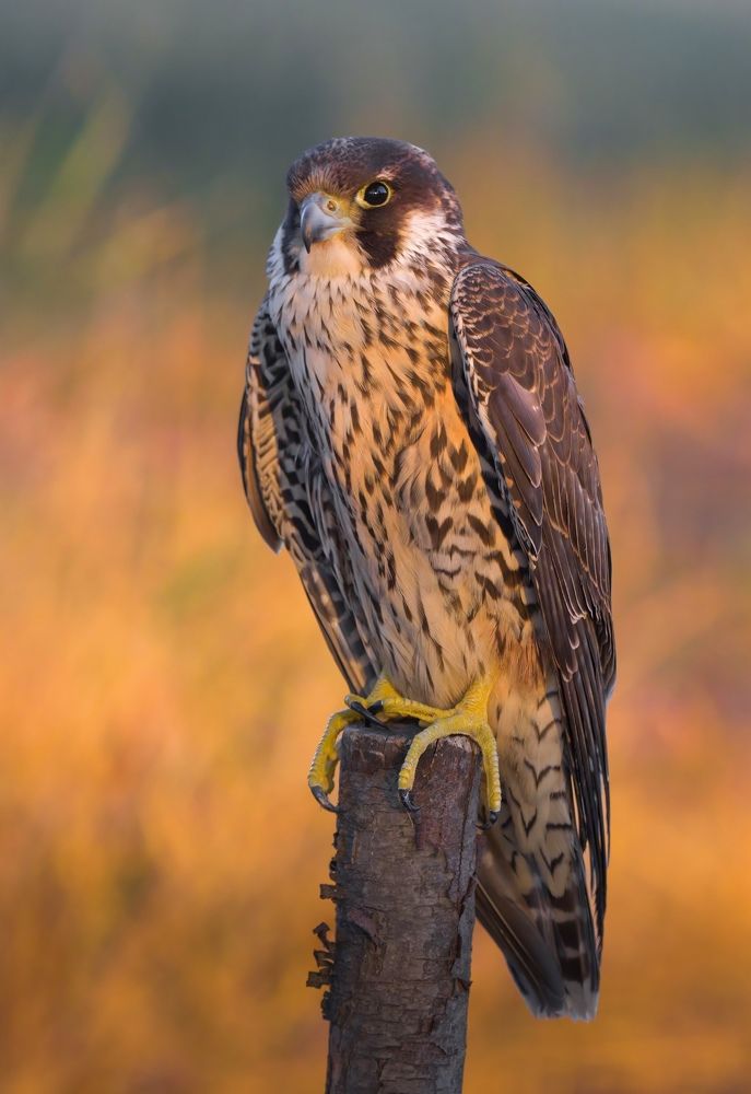 Фотография автора Sebastian Popa