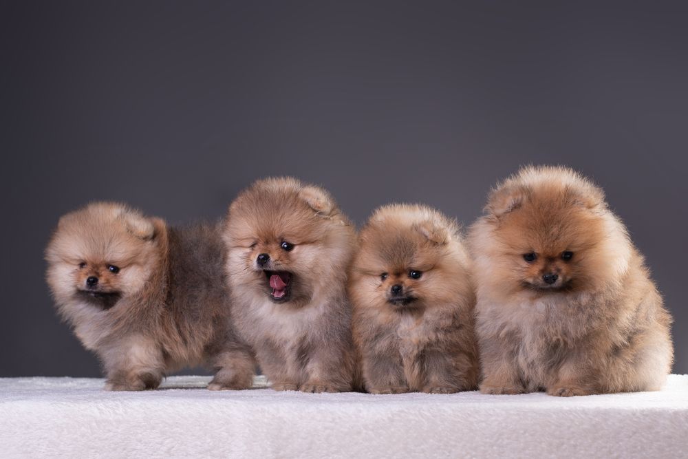 группа собак, живущие в одном доме