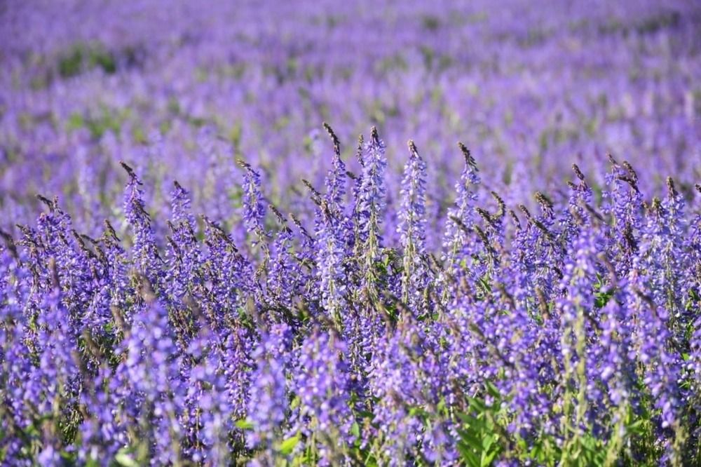 Photograph by Ксения Лебедева