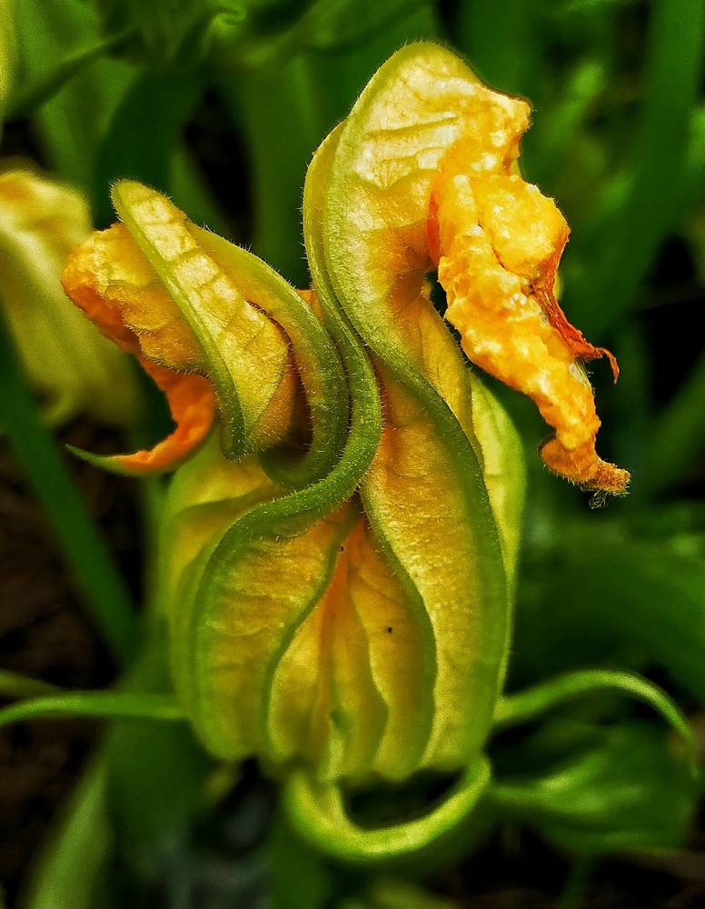 Загадочный и великолепный цветок кабачка.