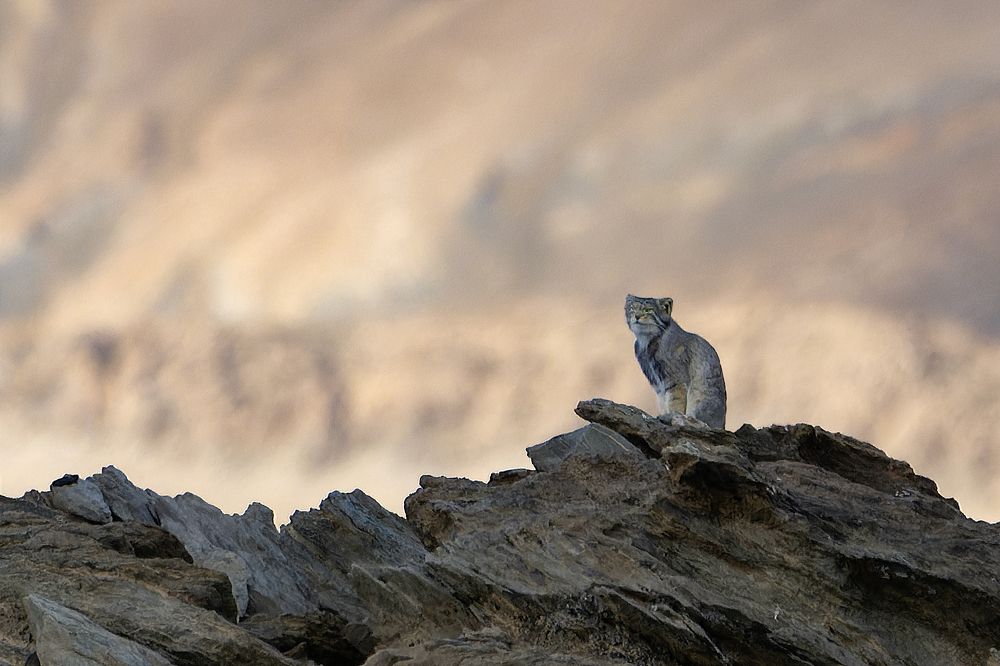 Photograph by Bibhas Deb