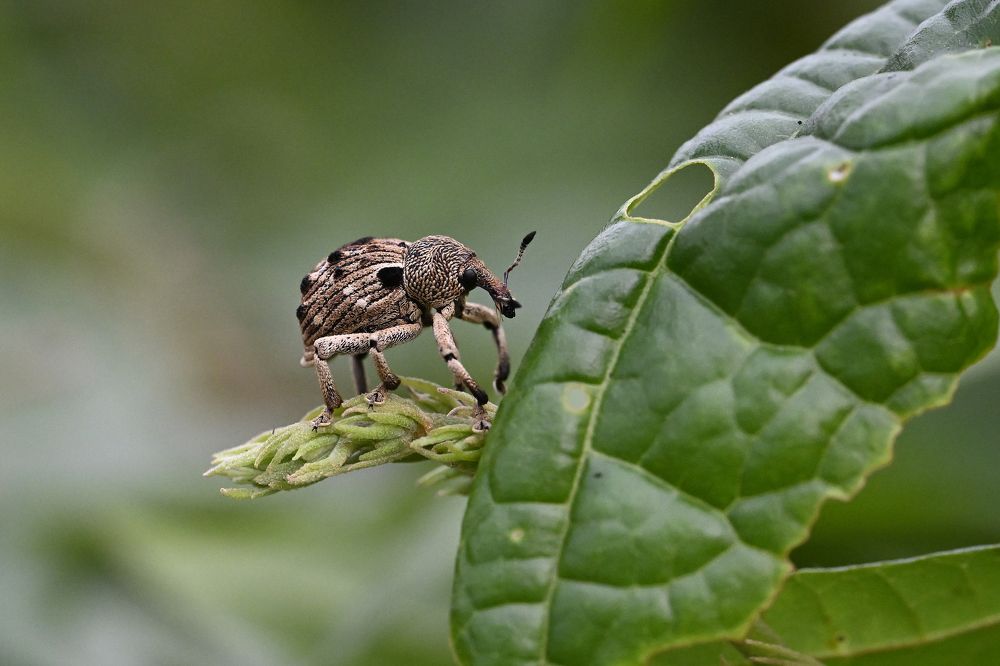 Photograph by SRIMANTA RAY