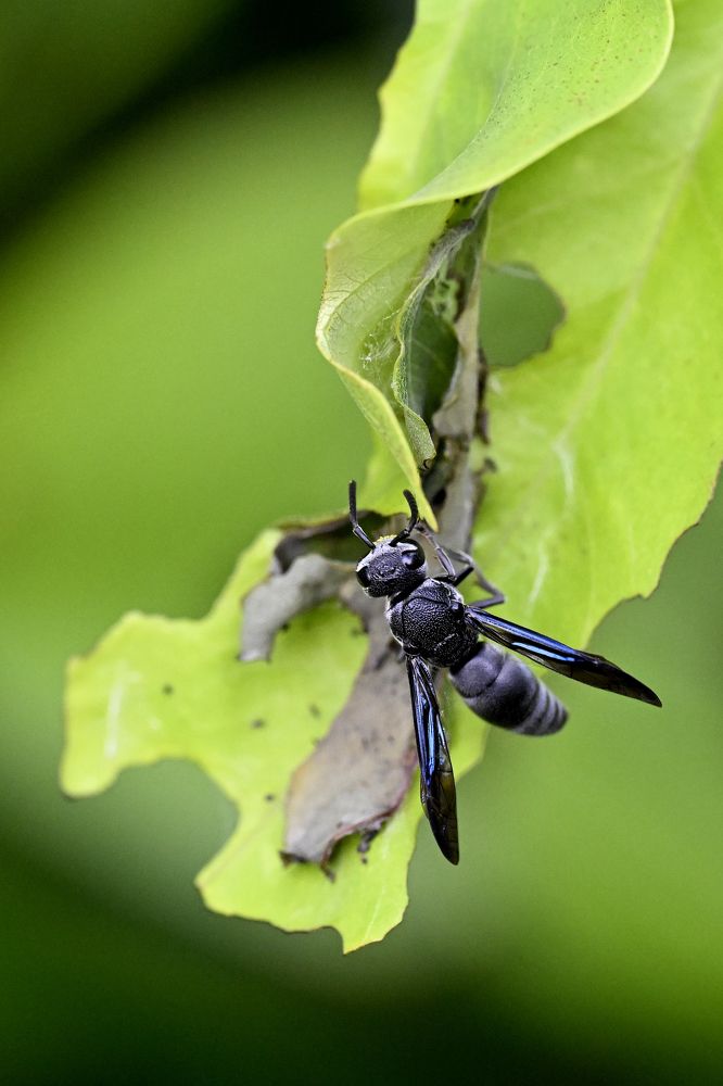 Photograph by SRIMANTA RAY