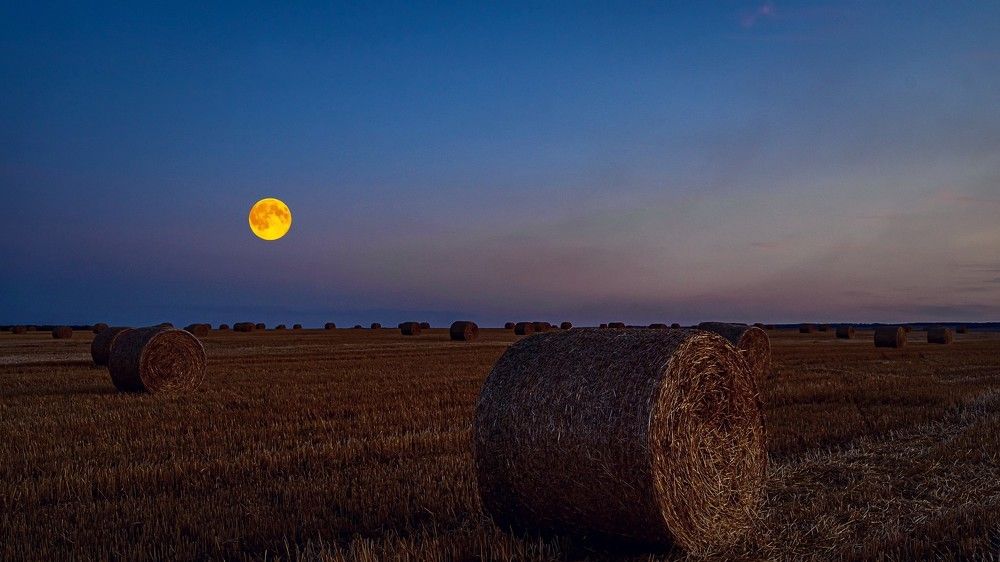 Фотография автора Николай Бологов