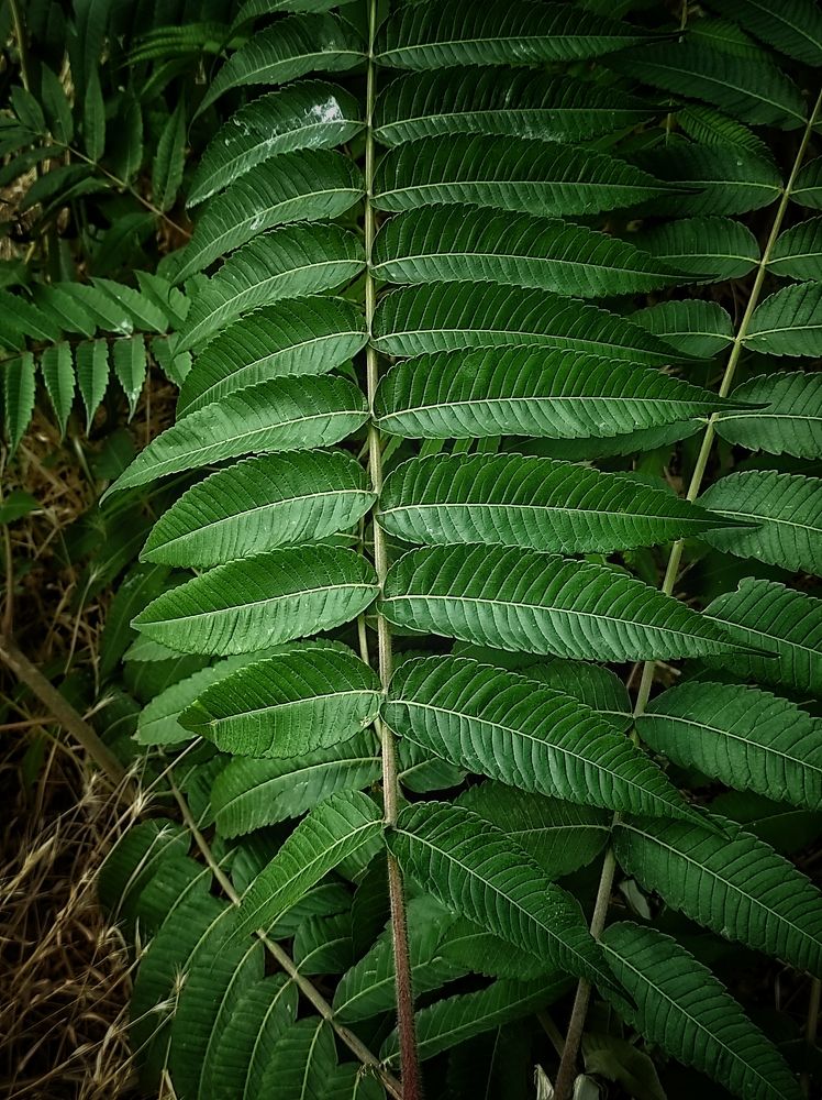 Photograph by Сергей Пермин