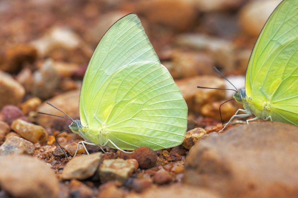 Photograph by Souvick Mukherjee