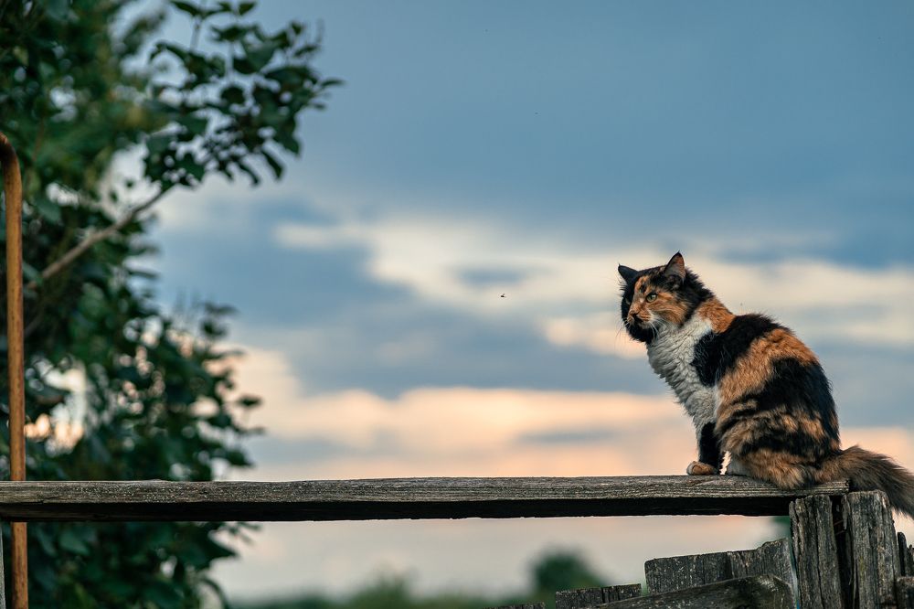 Photograph by Alexandr Stock