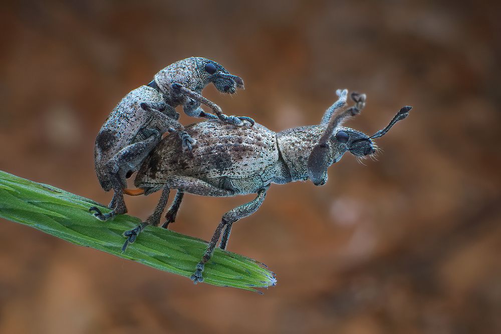 Photograph by Chen-You Li