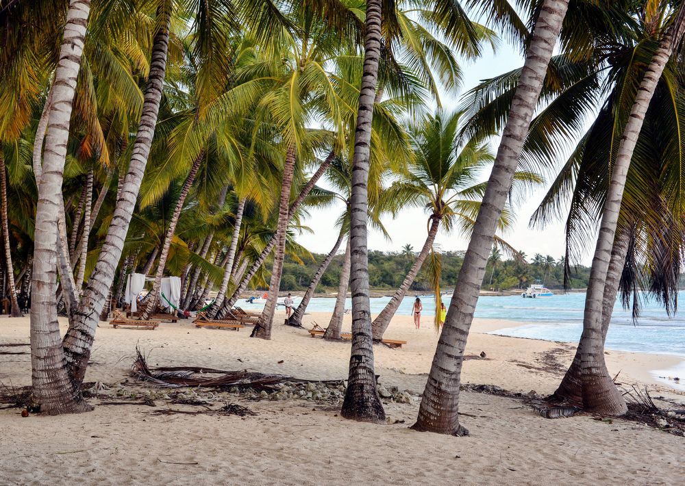 Пальмовый лес.