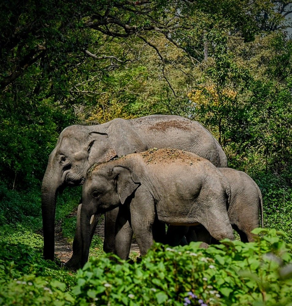 Tusker and his mom