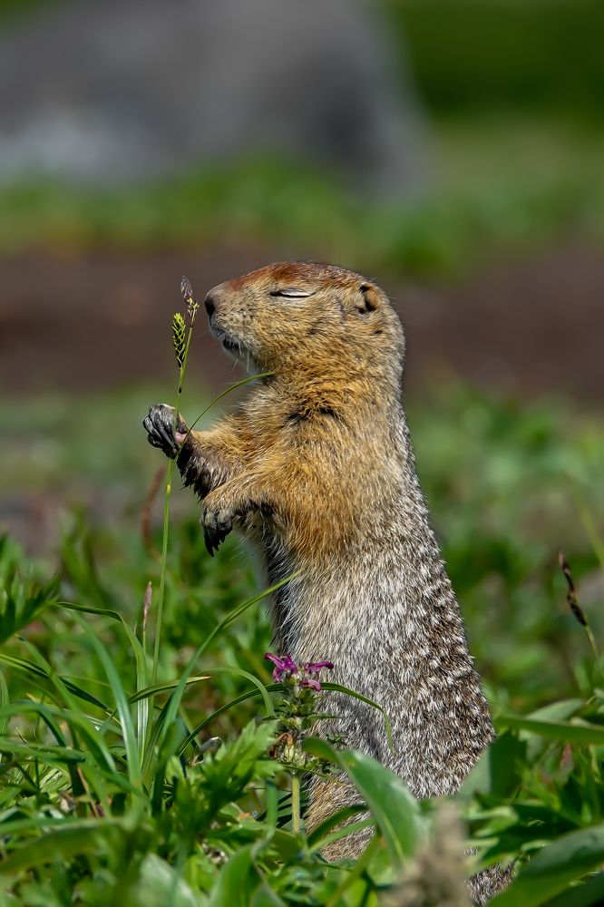 Наслаждение евражки
