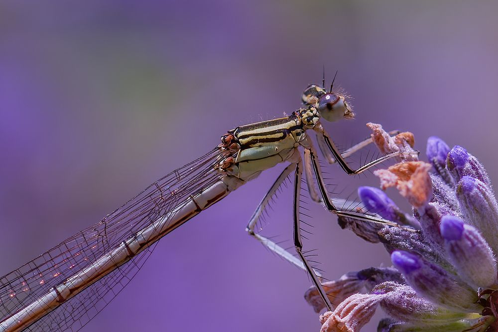 Photograph by Djordje Filipovic