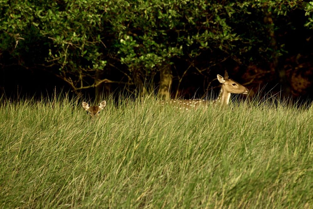 Mom, someone is clicking us secretly!