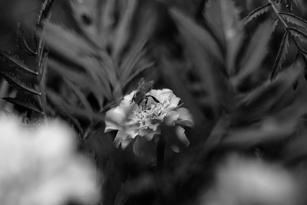 Photograph by Сергей Аникушин