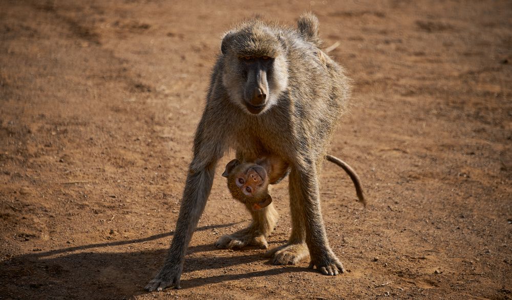 На маме - на ракете