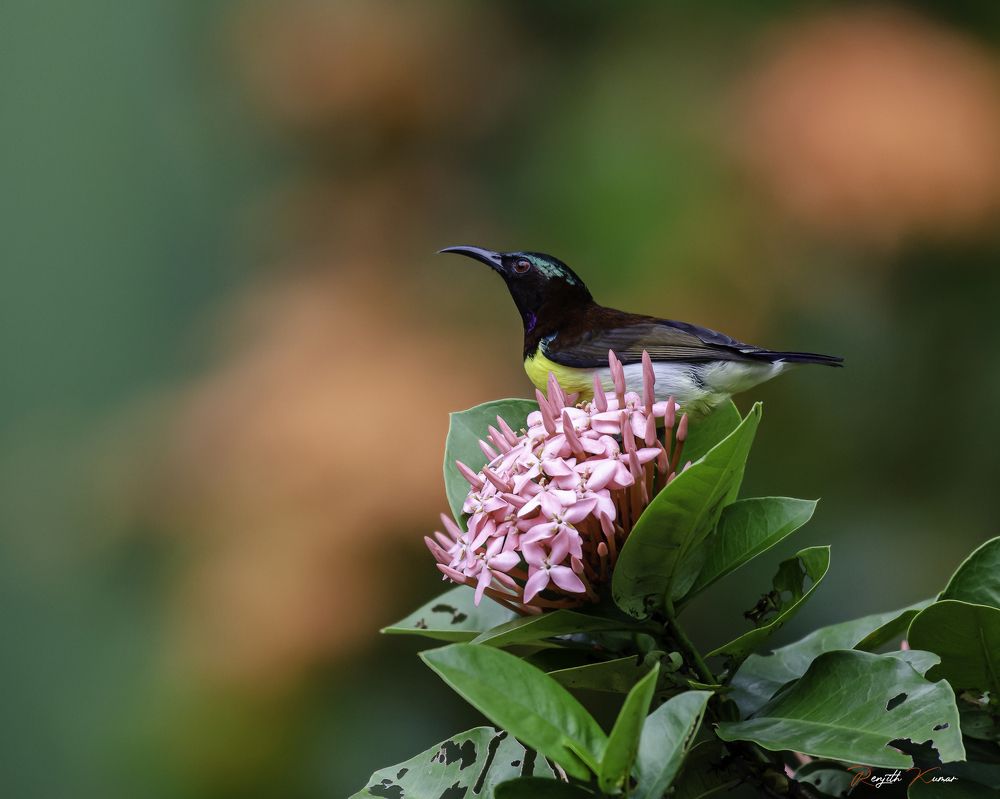 Фотография автора Renjith Kumar