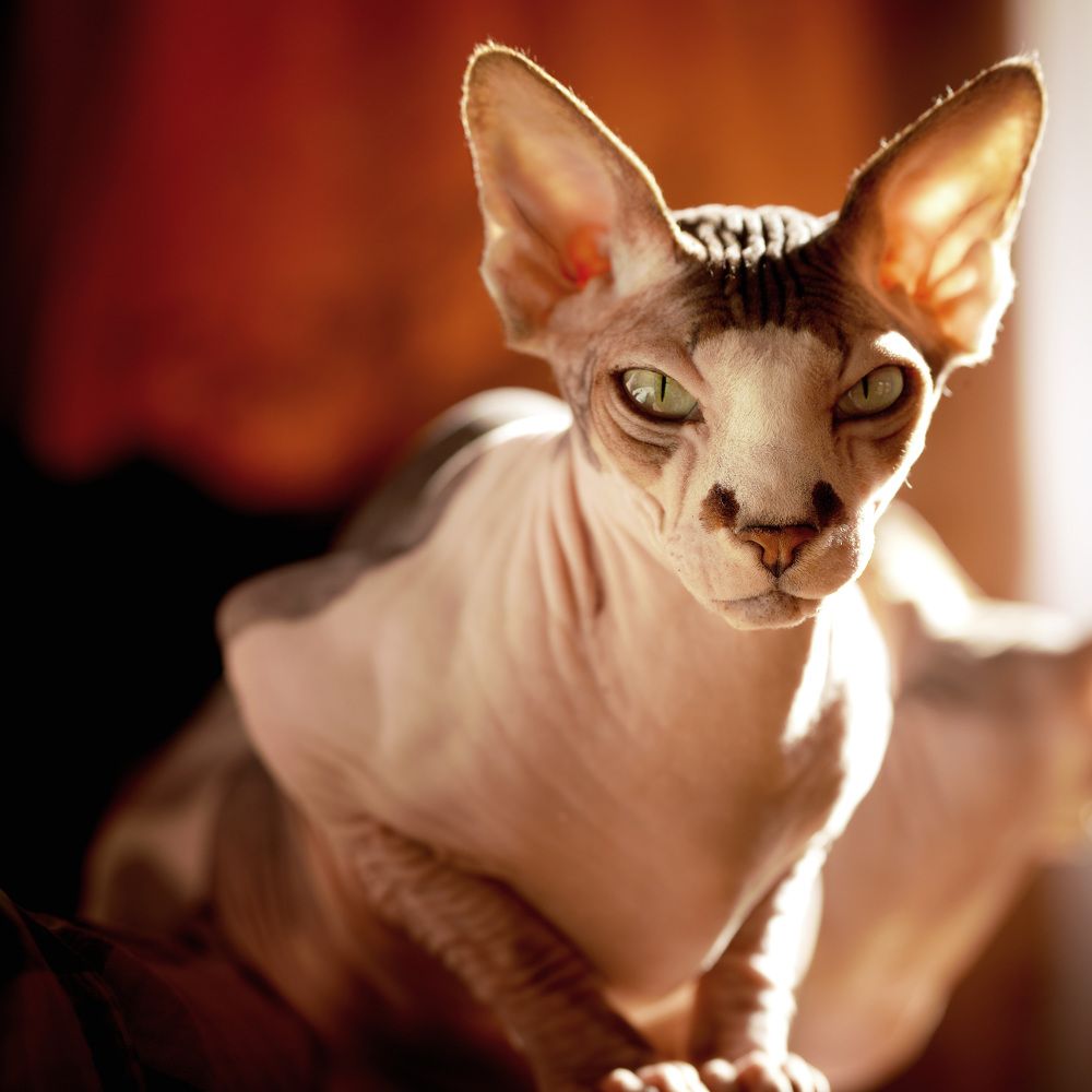 Кот Филимон