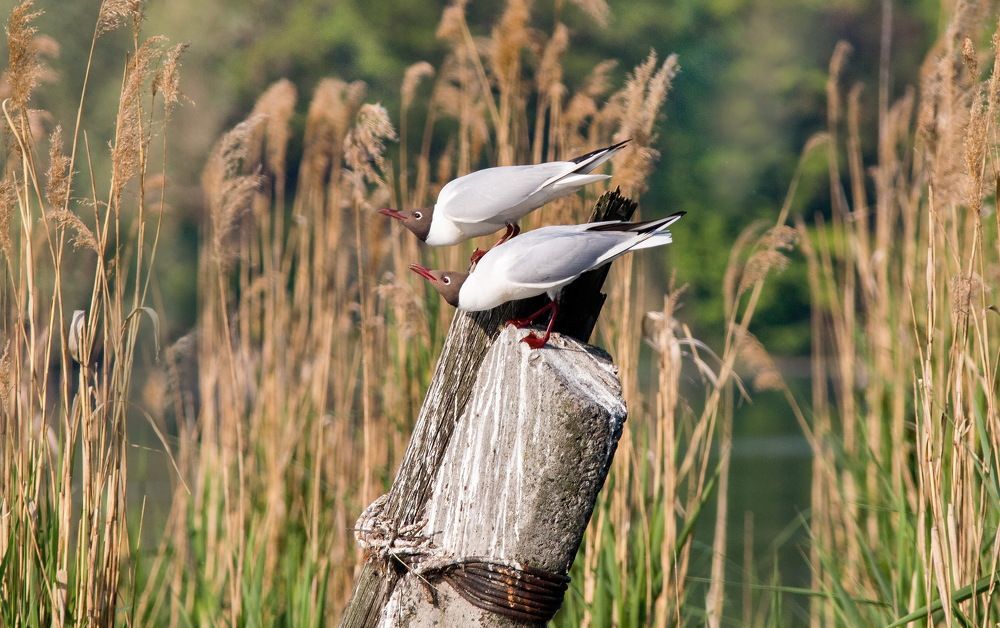 Photograph by Александр Лазаренко