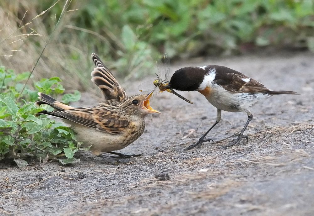 Папин подарок