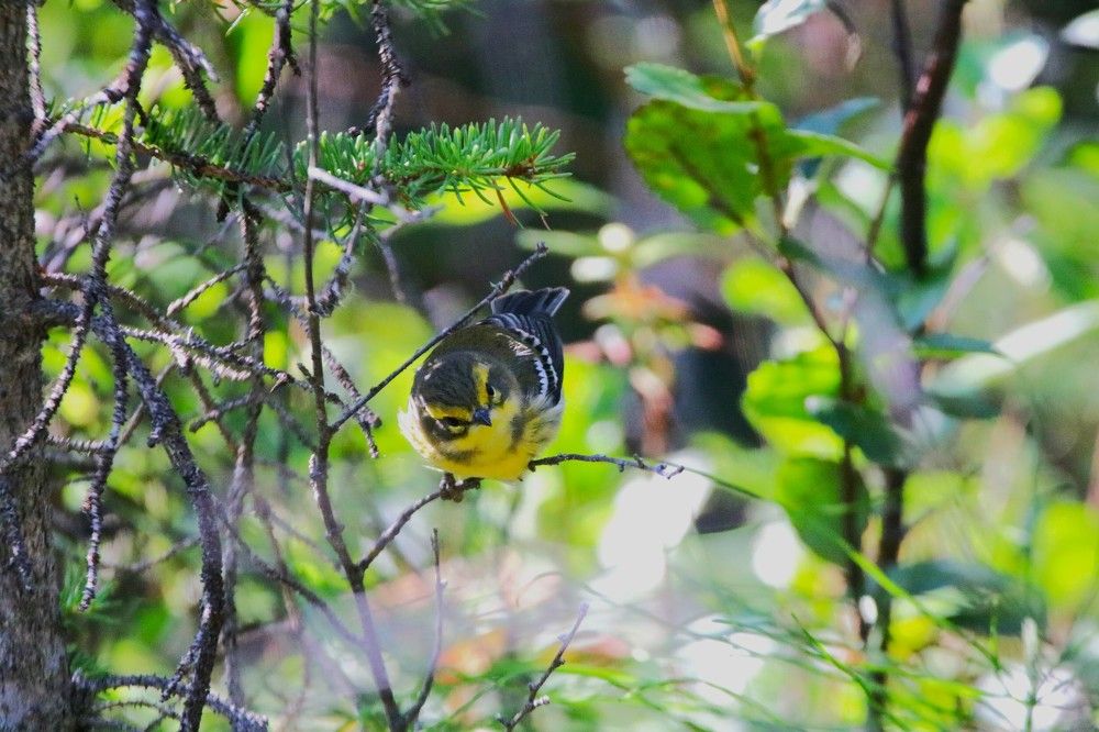 Townsend Warbler