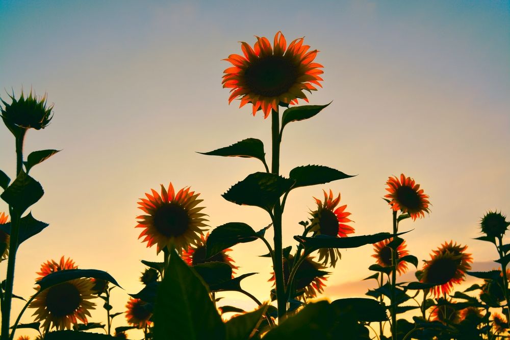 Фотография автора Михаил Лупина