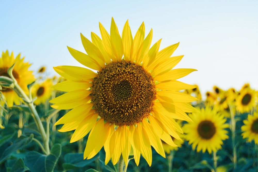 Фотография автора Михаил Лупина