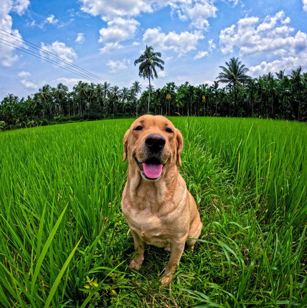 A million dollar smile for hooman!!