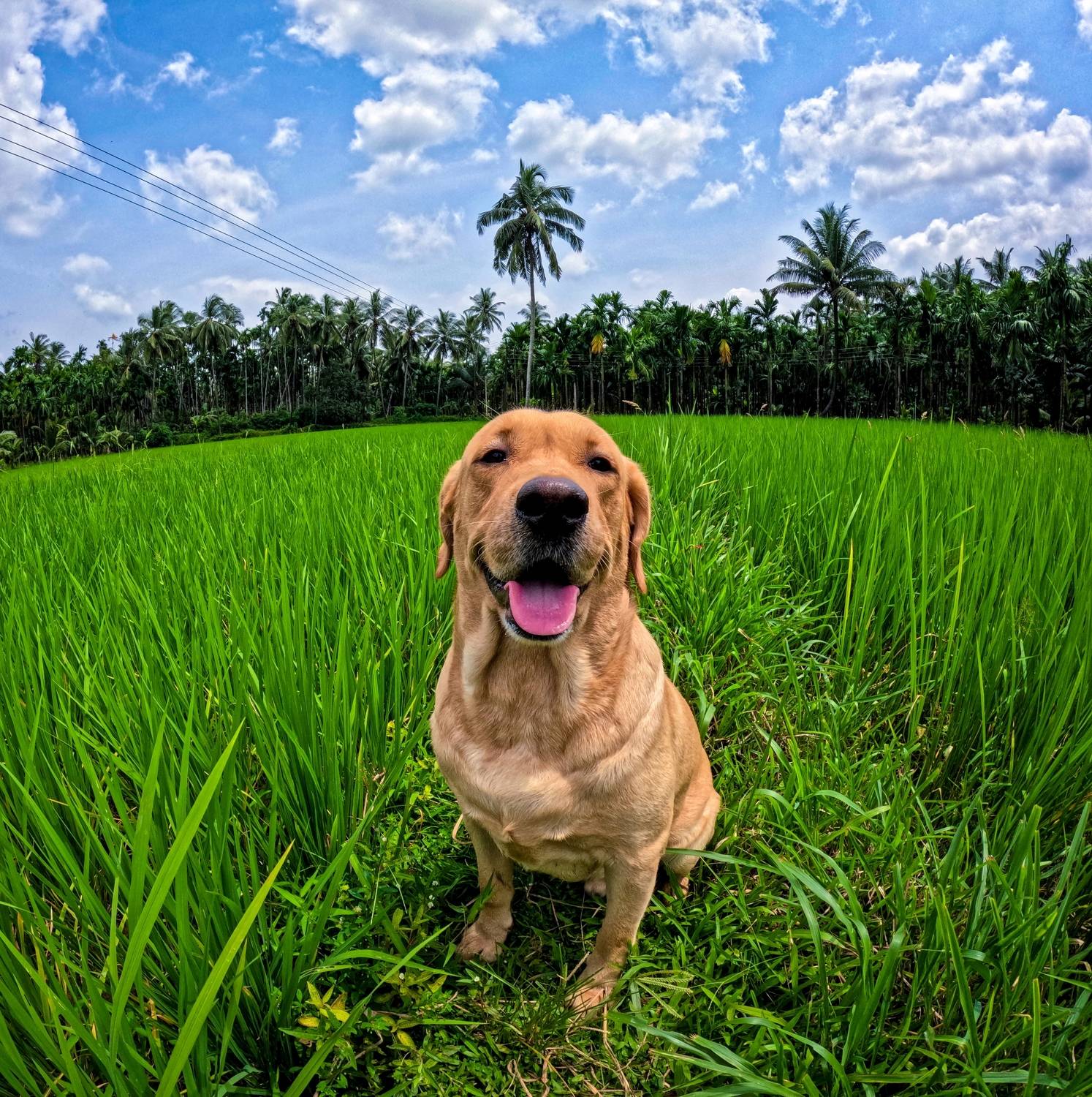 A million dollar smile for hooman!!
