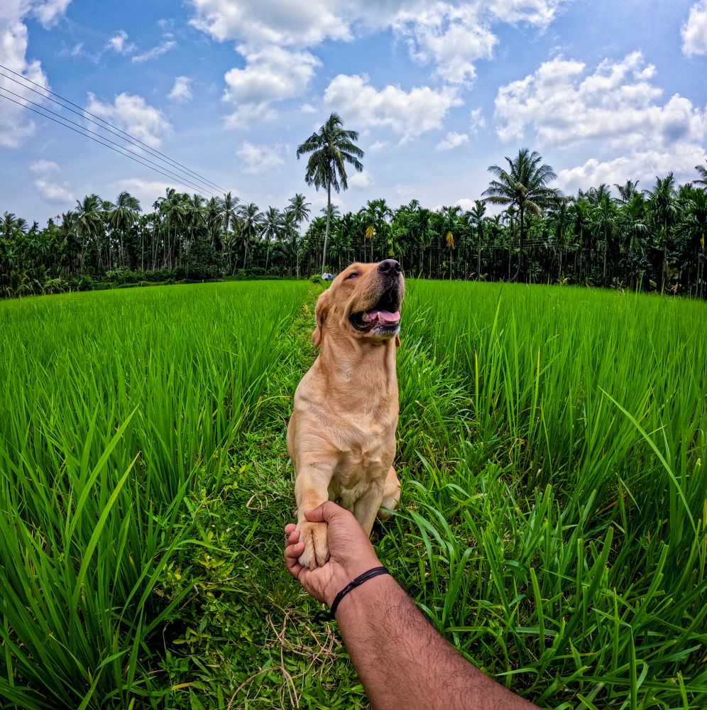 Promise to be your best friend