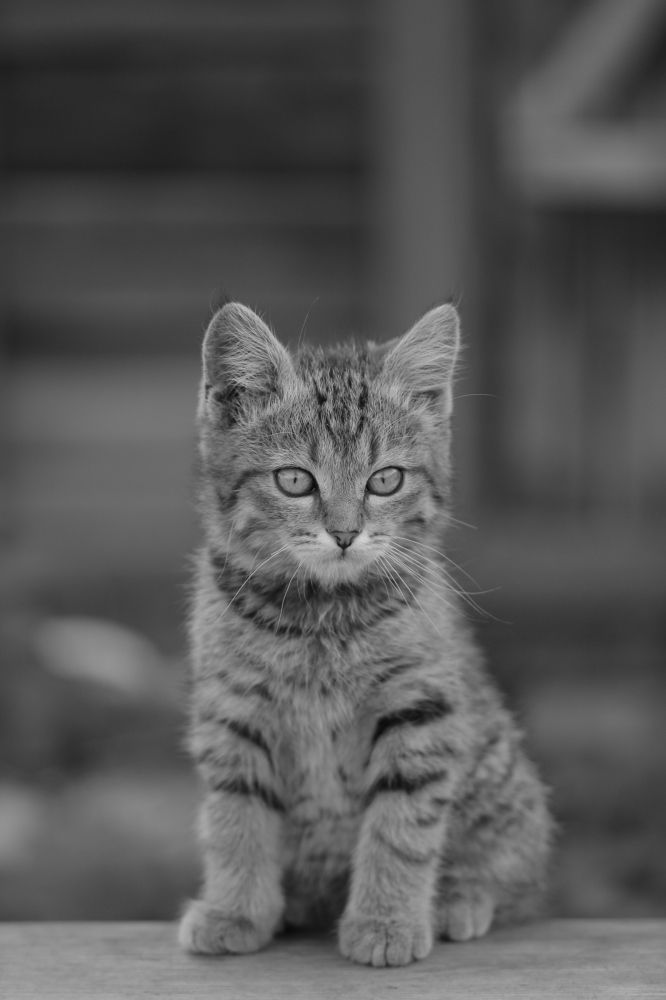 Photograph by Maske *