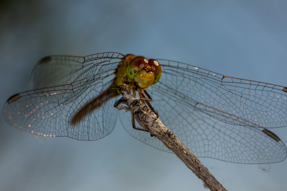 Photograph by Светлана Тараканова