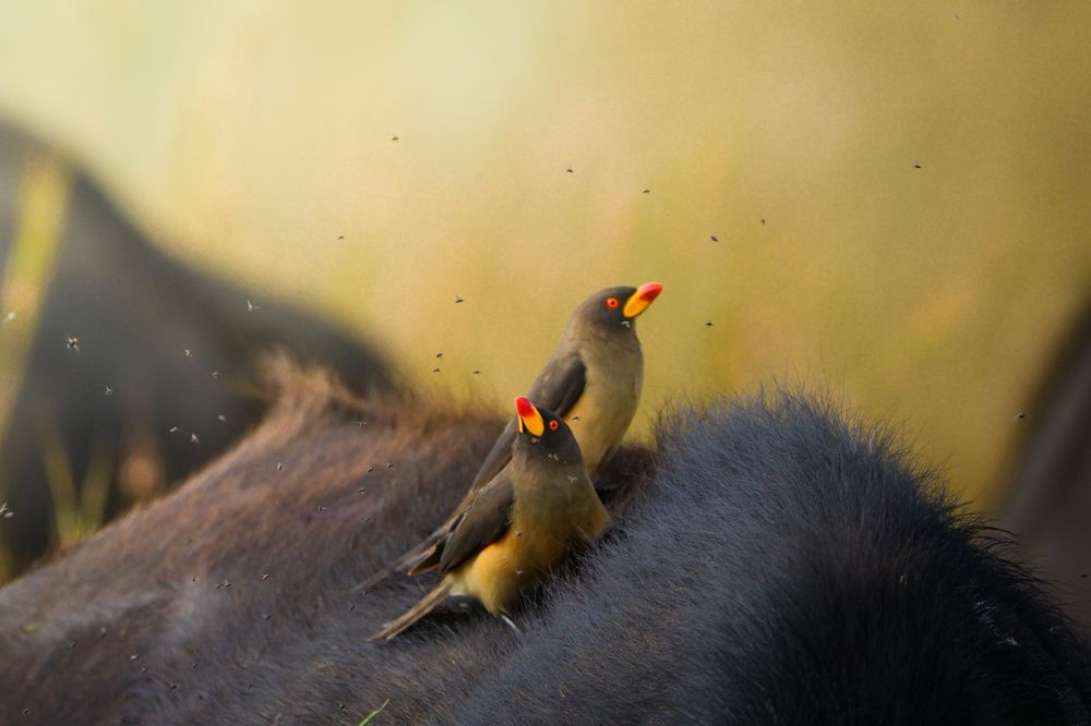 Photograph by Gimantha Perera