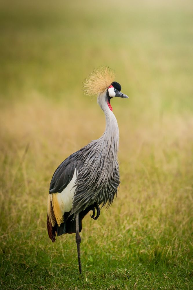 Photograph by Gimantha Perera