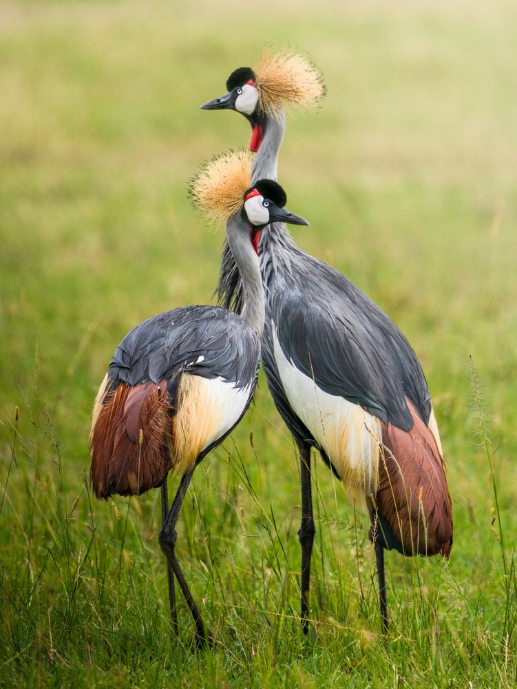 Photograph by Gimantha Perera