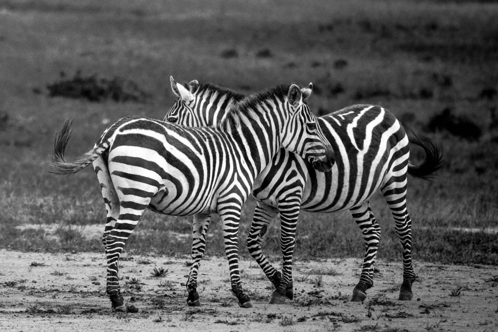 Zebras