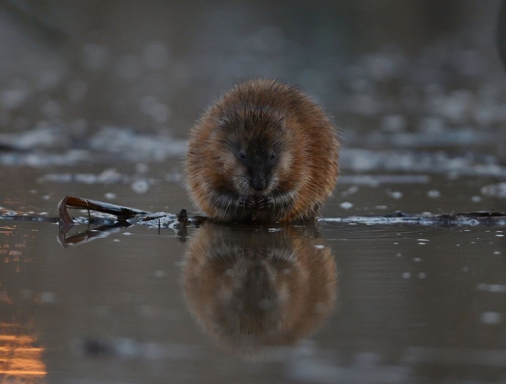 Photograph by Наталья Анисимова